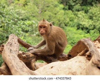 monkey siting on the branch tree close up.