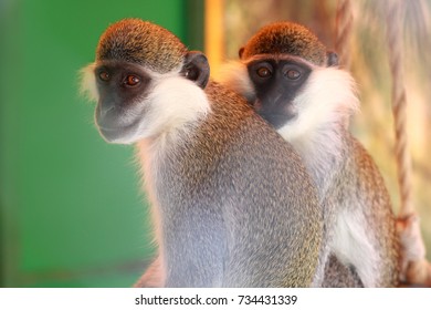 monkey sits