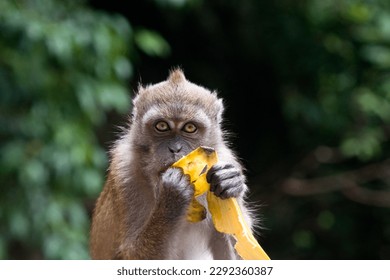 Monkey sits and eats banana