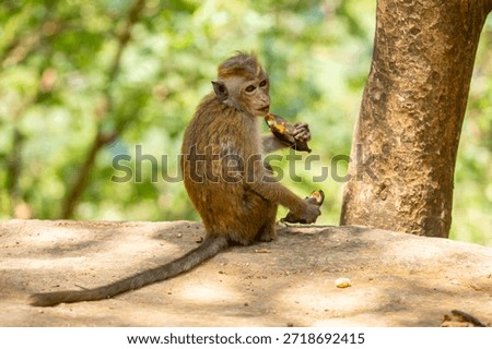 A monkey sits in the jungle and eats a banana. A wildlife scene with wild animals.