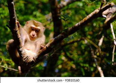 A monkey sits on branches of a tree