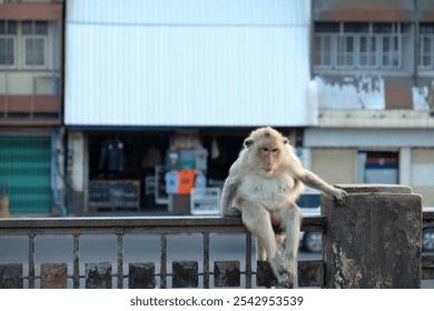 The monkey sits on the fence - Powered by Shutterstock