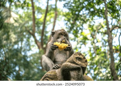 Monkey sits on a hill and eats an ear of corn. - Powered by Shutterstock