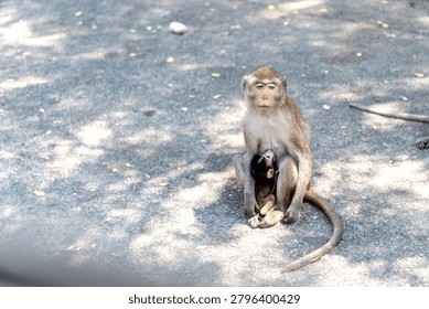 A monkey sits on a sunlit path, cradling a baby monkey. The scene is serene, with dappled sunlight creating patterns on the ground.