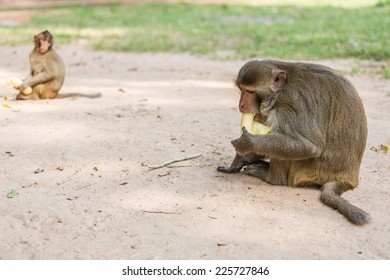 monkey sits on the tree and eats banana, Nature - Shutterstock ID 225727846