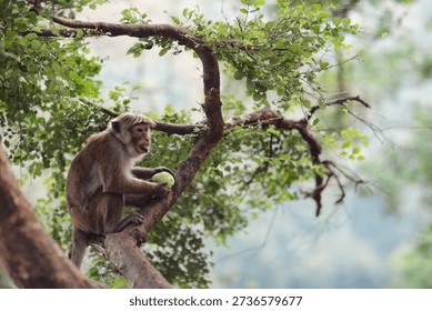 A monkey sits on a tree and eats a green apple