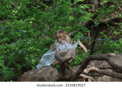 
Monkey sits on a tree, holding a plastic bottle in its hands. Its eyes are focused on the bottle as it chews on the plastic. Plastic Pollution. Say No to Plastic, Save the Planet. Save Forest. - Powered by Shutterstock