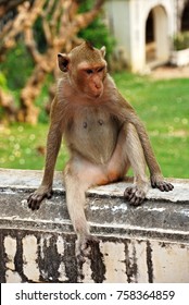 Monkey is sitting.