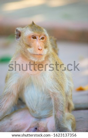 The monkey was sitting alone.
