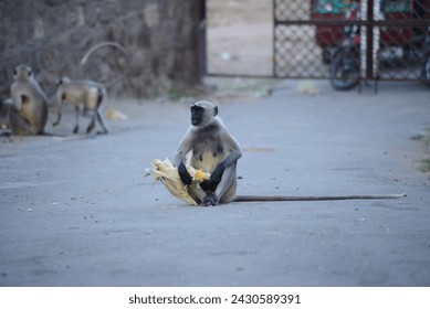 Monkey sitting alone on the road with sweet corn in the hand Jodhpur. Wild Monkey. Monkey eating Maize - Powered by Shutterstock