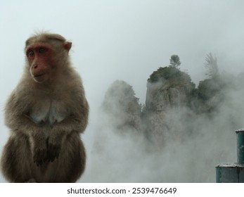 A monkey sitting in the cold mountains namely pillar rocks, western ghats, India - Powered by Shutterstock