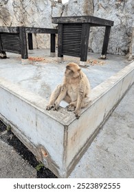 monkey sitting down on a low wall