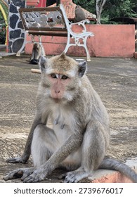 monkey sitting with eyes looking at the camera 