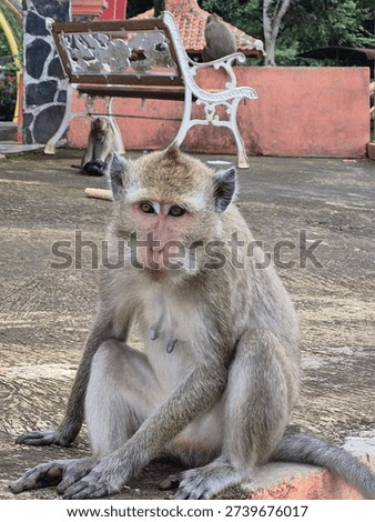 monkey sitting with eyes looking at the camera 