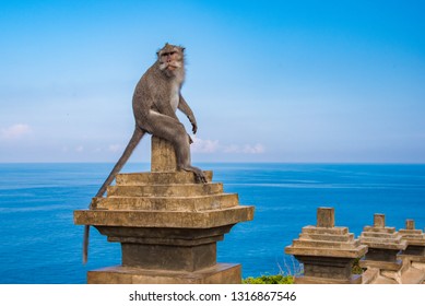 Monkey sitting in a funny pose