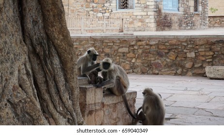 monkey sitting in group