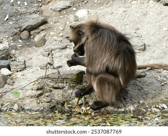 monkey sitting hunched over on the ground - Powered by Shutterstock