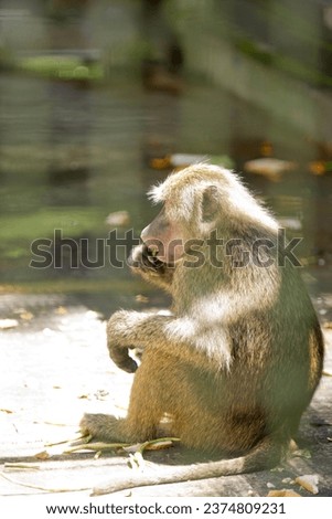 A monkey sitting in Malaysia National Zoo. Taken with 70-200mm. 