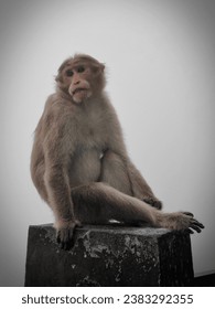 A monkey sitting in milestone
A cute monkey sitting 