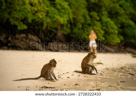 Monkey is sitting on the beach