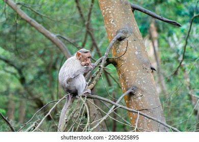 a monkey sitting on the branch of a tree