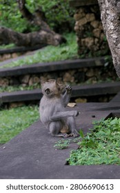 Monkey Sitting on Concrete Ledge
