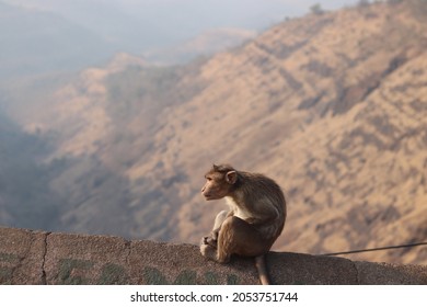 monkey sitting on the edge 