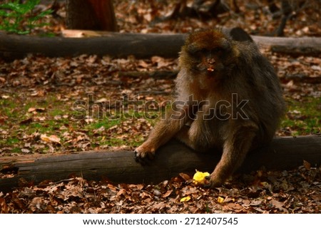 Monkey sitting on a fallen tree trunk eating yellow fruit, surrounded by dry leaves and forest foliage. Authentic wildlife moment in natural habitat, ideal for nature, animal behavior