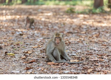 Monkey sitting on the ground
