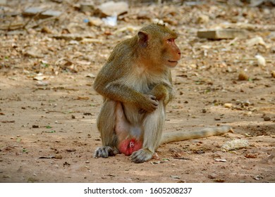 A monkey sitting on the ground.
