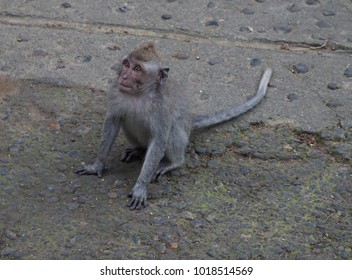 Monkey sitting on the ground in a forest in Asia