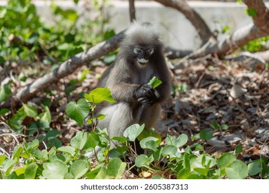 A monkey is sitting on the ground, surrounded by vibrant green plants. With attentive focus, it examines a leafy snack in its hands, showcasing natural behavior in a sunny setting.