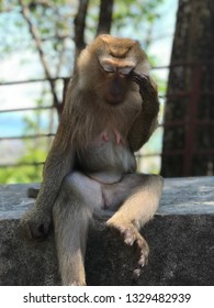 Monkey sitting on her butt and holding her head like she is thinking about something serious