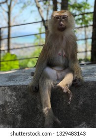 Monkey sitting on her butt looking at the camera