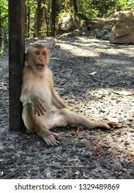 A monkey sitting on her butt