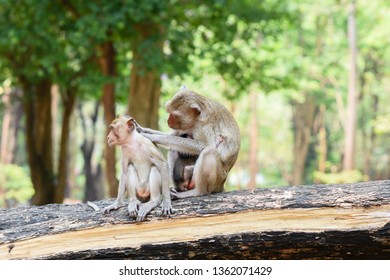 Monkey sitting on a log
