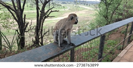 Monkey sitting on the peril