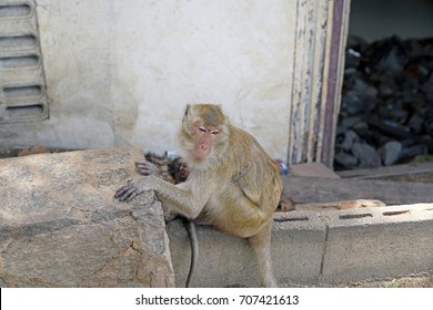 Porch Monkey Images, Stock Photos & Vectors | Shutterstock
