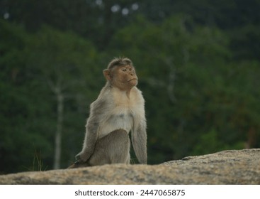 monkey sitting on a rock - Powered by Shutterstock