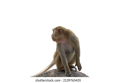 monkey sitting on a rock  isolate white background