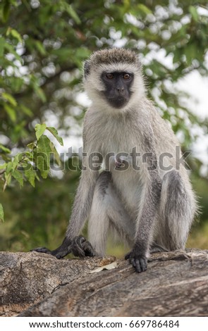 Similar – Vervet monkey sitting on a wall in the savannah