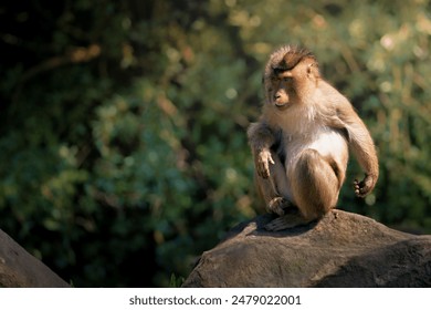 A monkey sitting on a rock in a natural forest environment with sunlight filtering through the trees. - Powered by Shutterstock