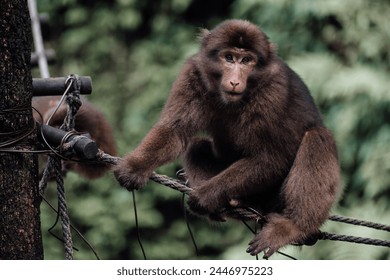 Monkey Sitting on a Rope 