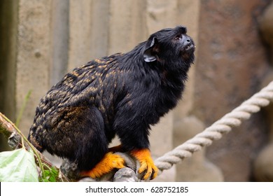 monkey sitting on a rope