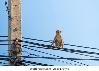 A monkey sitting on a set of electrical wires high on a utility pole against a clear blue sky
