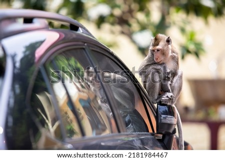 A monkey sitting on the side mirror of a car. Long-tailed macaque macaque in Phetchaburi, Thailand.