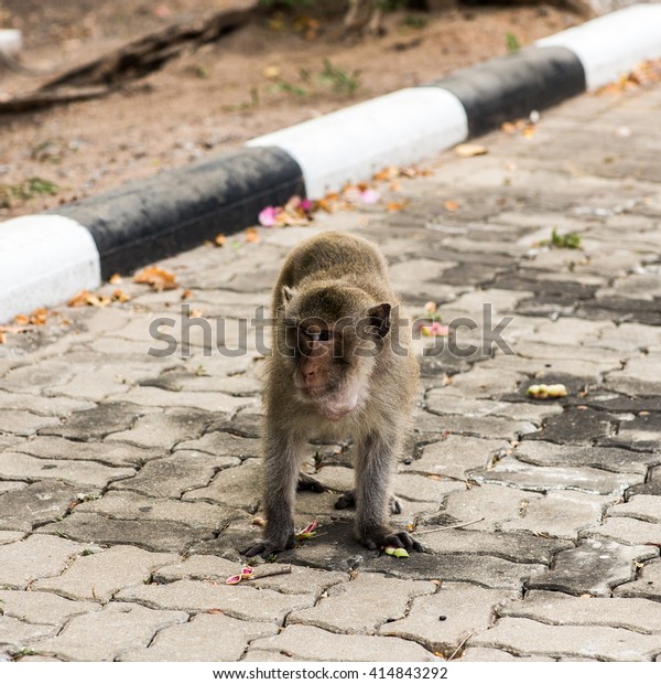 The
monkey sitting on the side of the road,crazy monkey waiting for
some food.young brown monkey in outdoor car
park.
