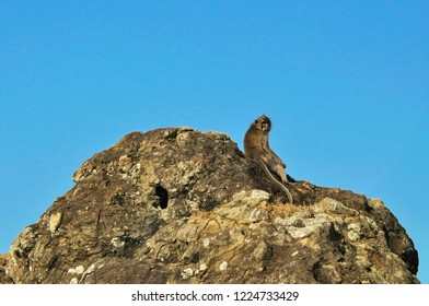 Monkey sitting on a stone