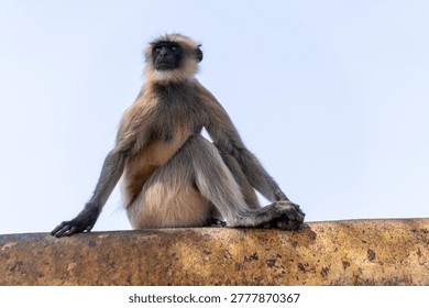 A monkey is sitting on a stone ledge in a sunny location. It looks around while resting. The sky is clear and bright, making the scene lively.