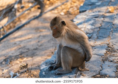 A monkey sitting on a stone surface, fur coat that looks light brown - Powered by Shutterstock